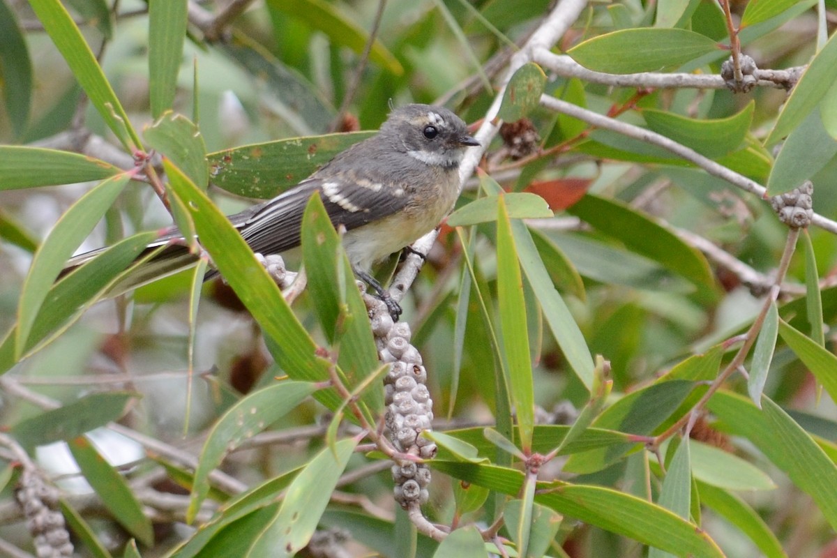 Gray Fantail - Stephen Haase