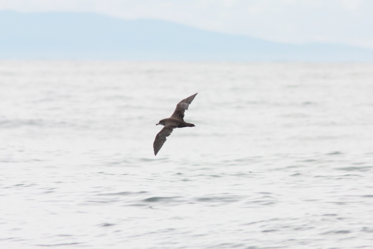 Pink-footed Shearwater - ML437653081