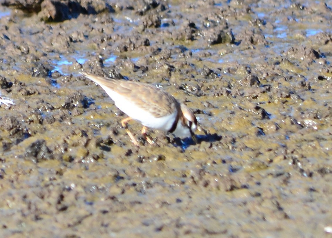 Collared Plover - ML437653561