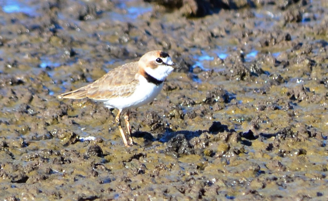 Collared Plover - ML437653791