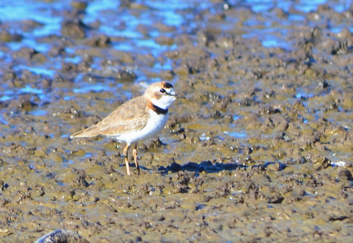 Collared Plover - ML437653801