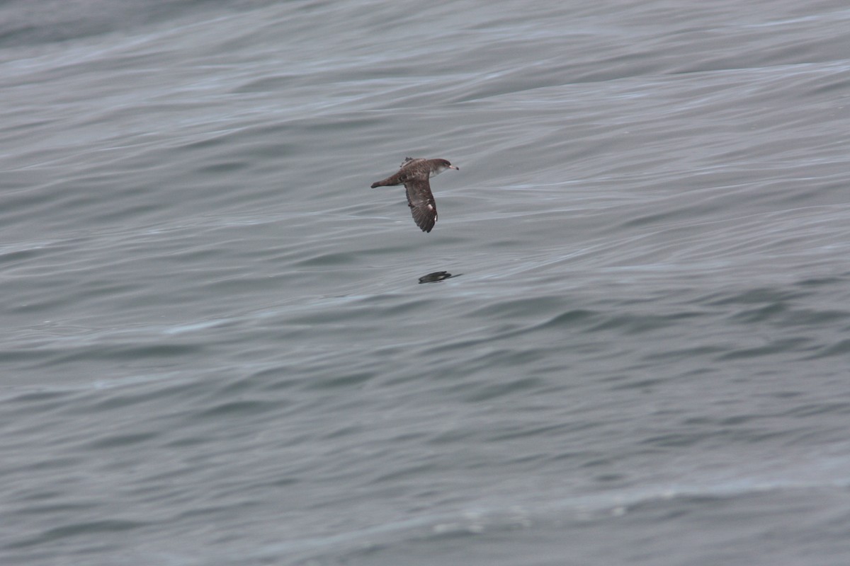 Pink-footed Shearwater - Richard Dunn