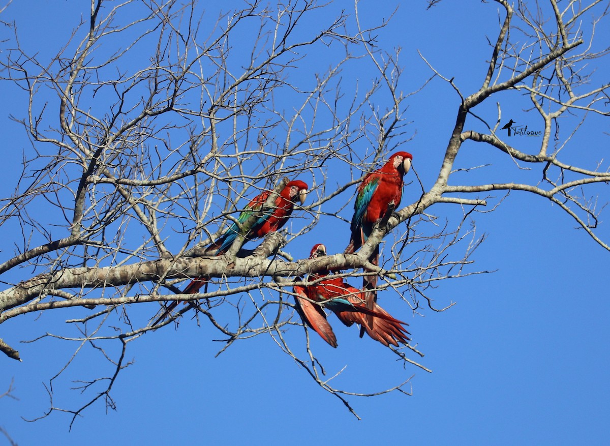 Red-and-green Macaw - Tatiana Galluppi Selich