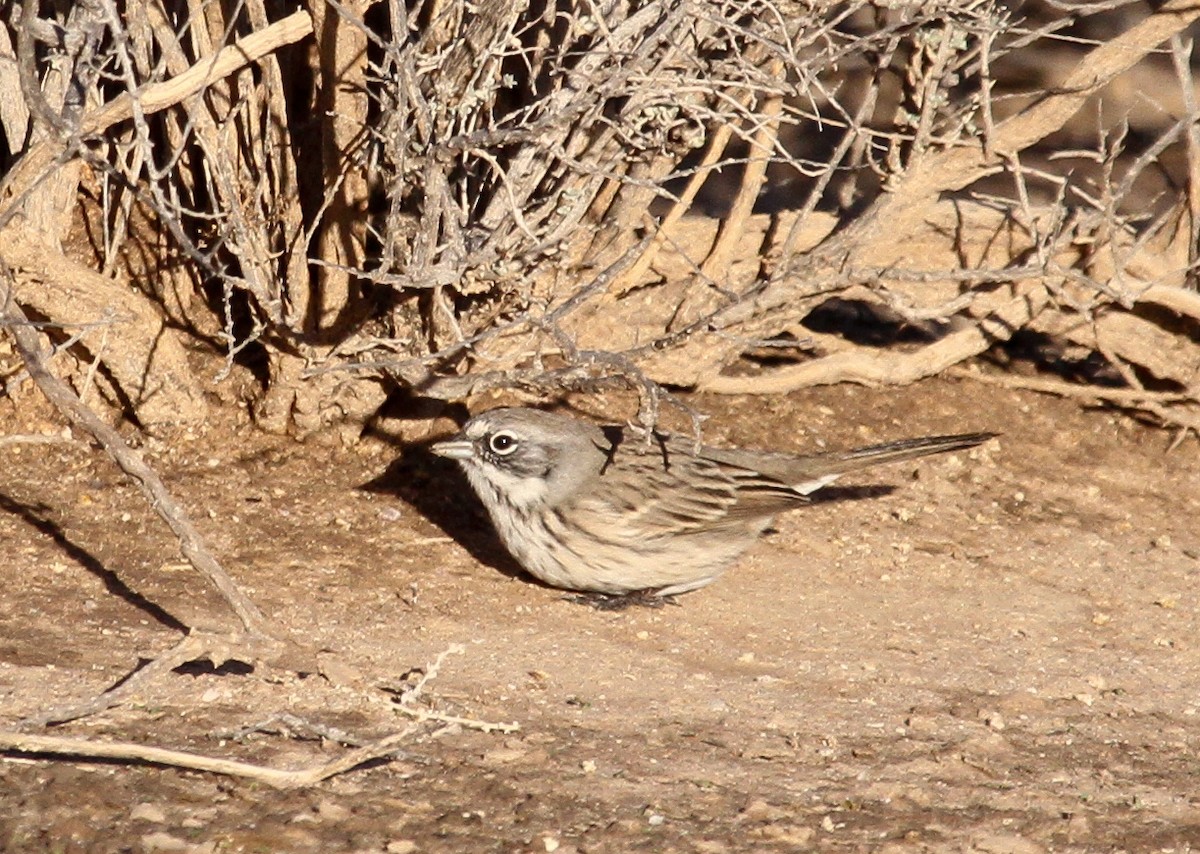 Sagebrush Sparrow - ML43766211