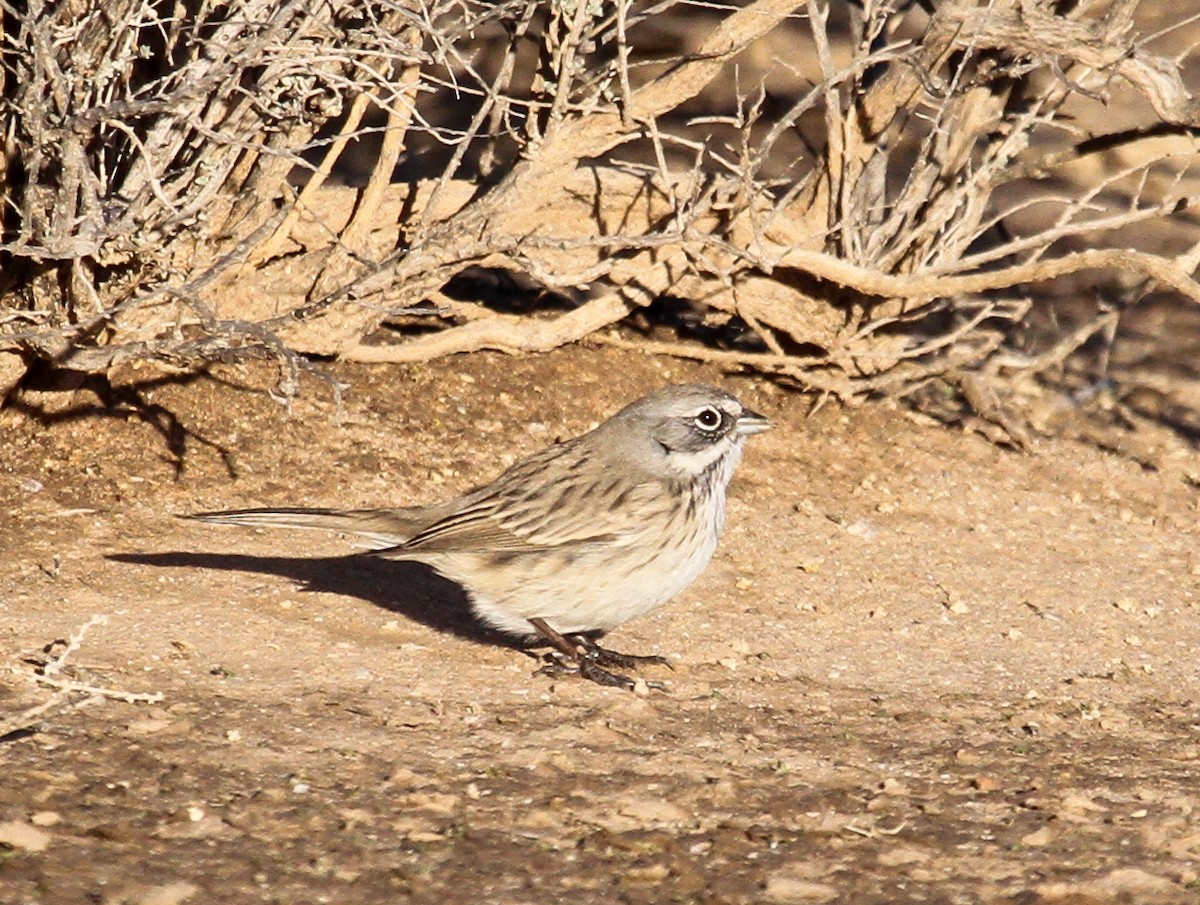Sagebrush Sparrow - ML43766221