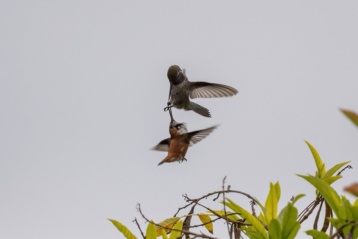 Rufous Hummingbird - Andrew Newmark