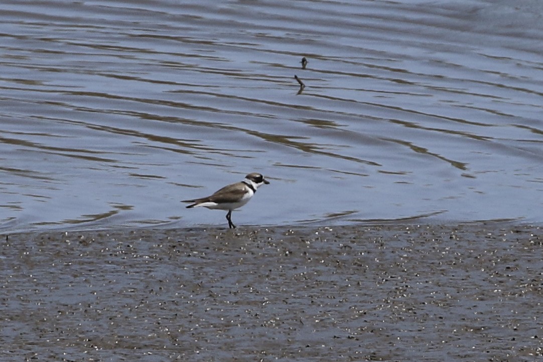 Semipalmated Plover - ML437670891
