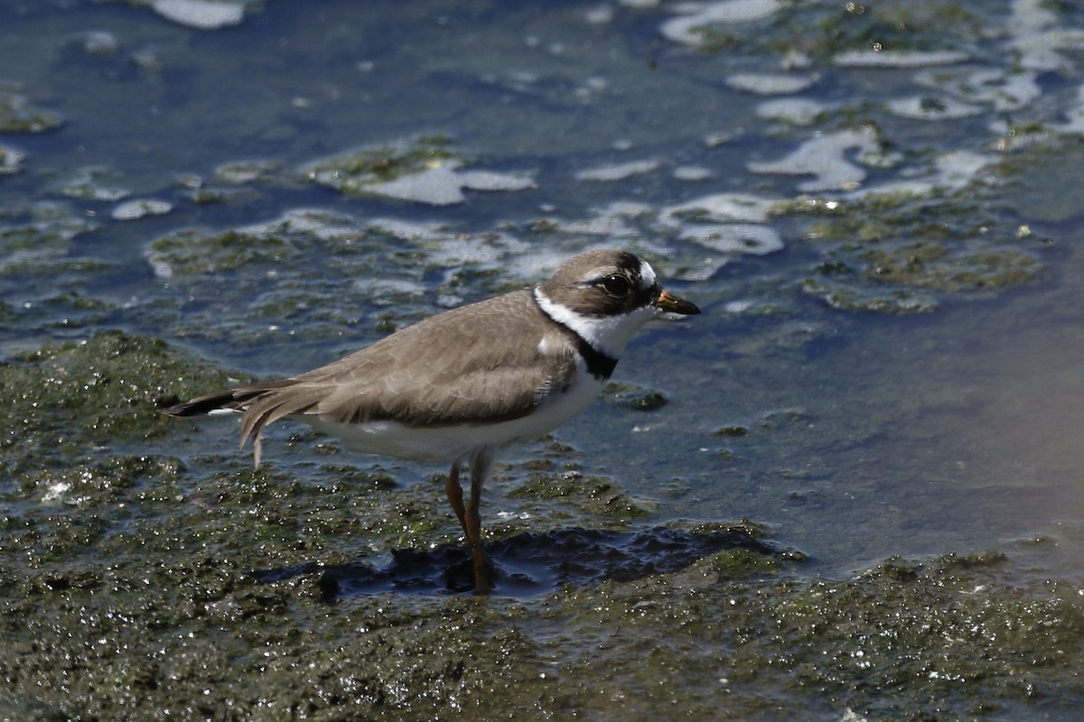Semipalmated Plover - ML437671291