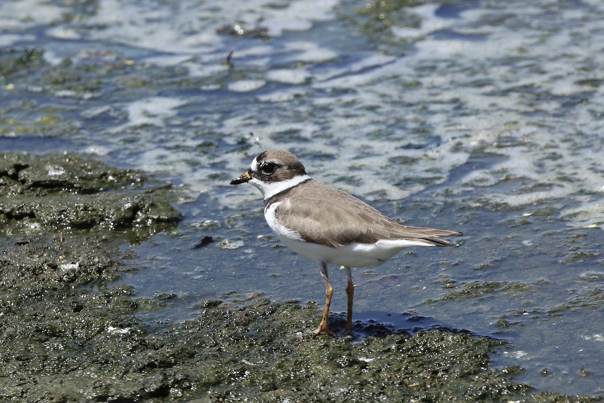 Semipalmated Plover - ML437671321
