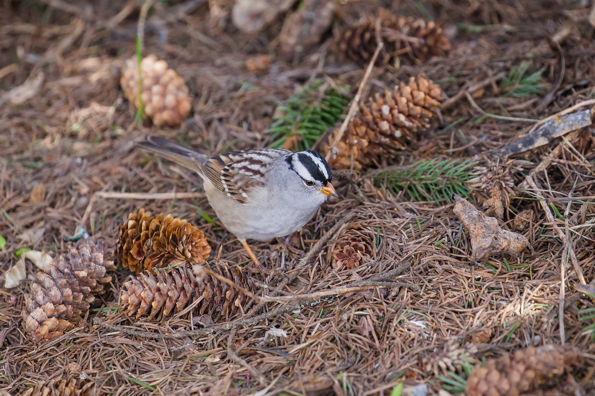 White-crowned Sparrow - ML437672341