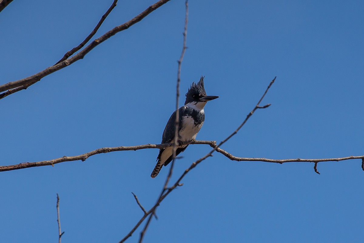 Belted Kingfisher - ML437672411