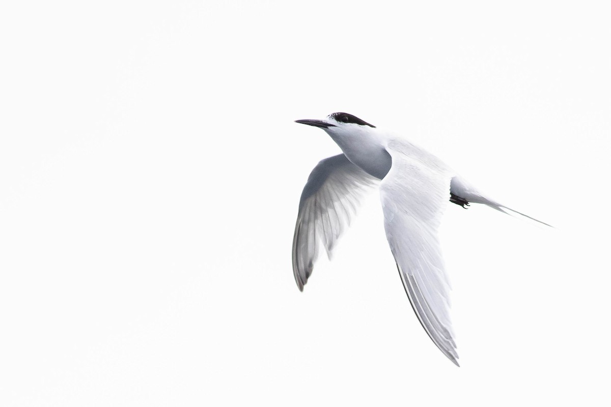 White-fronted Tern - ML437678441