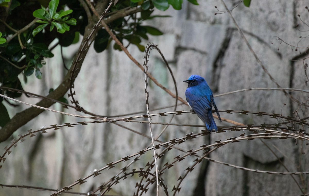 Blue-and-white Flycatcher - ML437679151