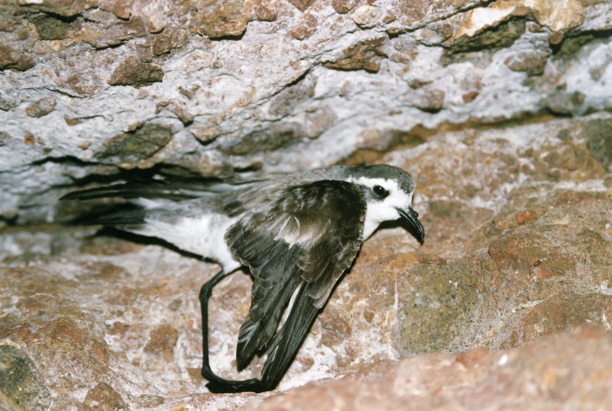 White-faced Storm-Petrel - ML437679191