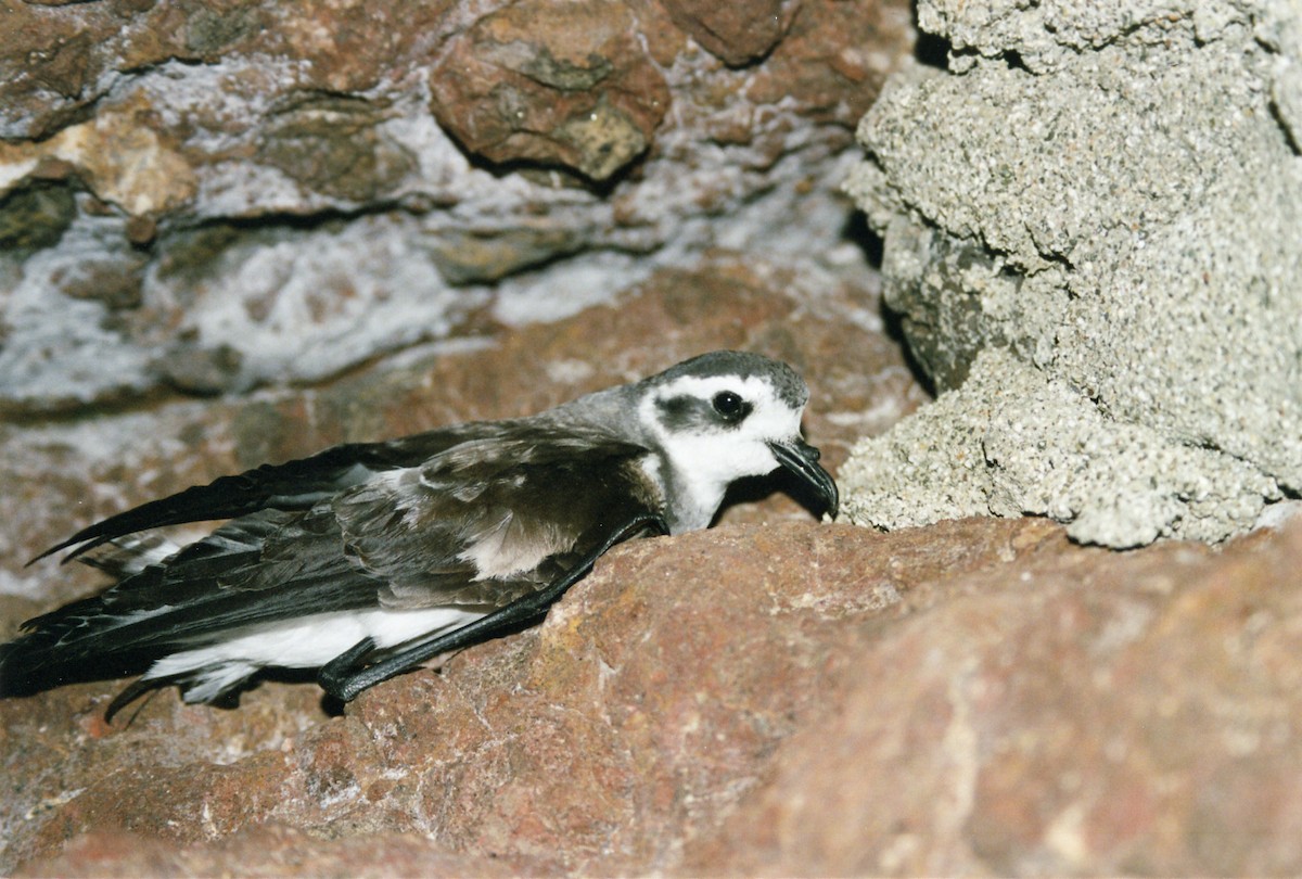 White-faced Storm-Petrel - ML437679201
