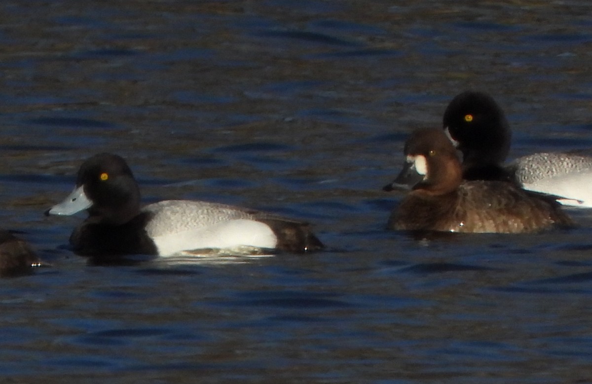 Greater Scaup - ML437680051