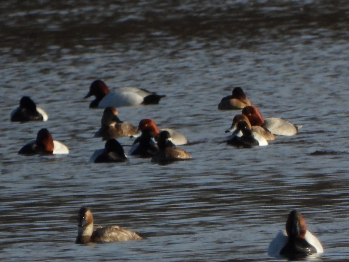 Greater Scaup - ML437680101