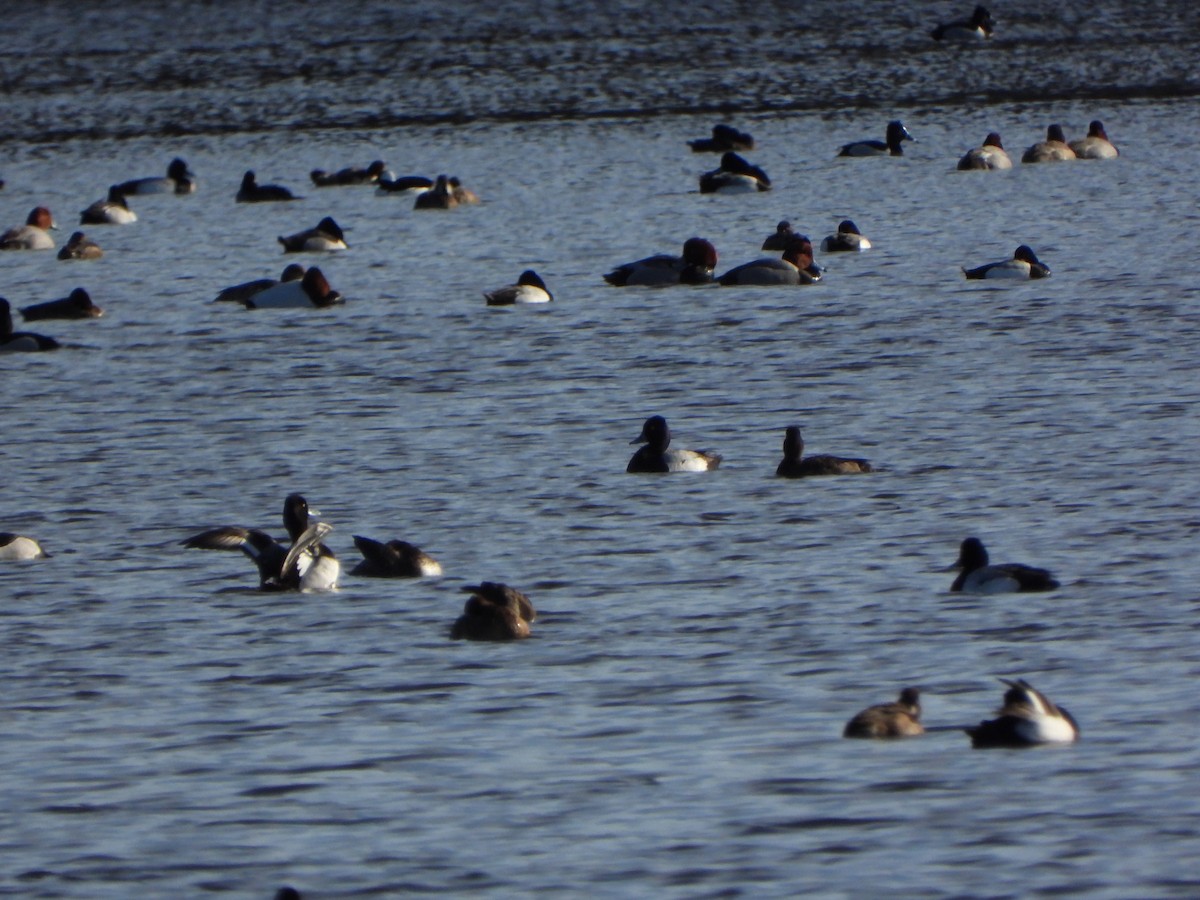 Greater Scaup - ML437680121