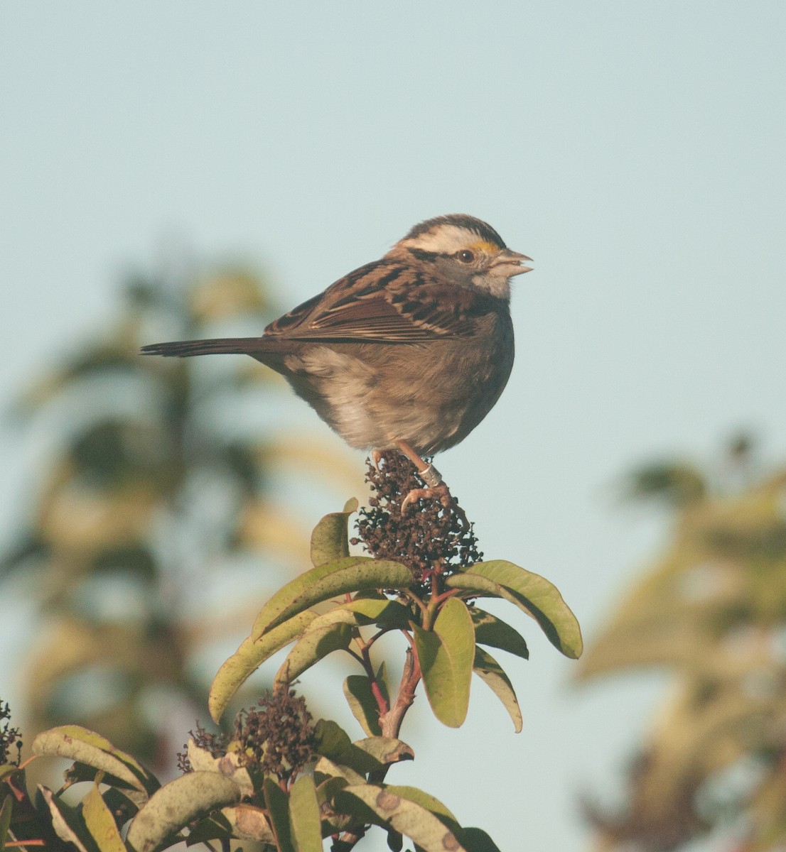 White-throated Sparrow - Marshall Iliff