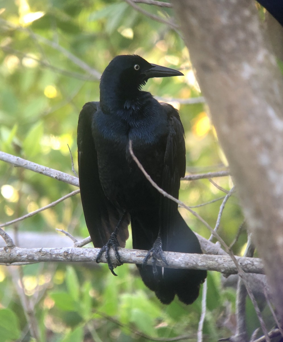 Great-tailed Grackle - Marie Chappell