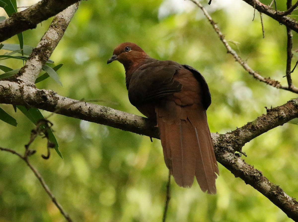 Brown Cuckoo-Dove - ML43768401