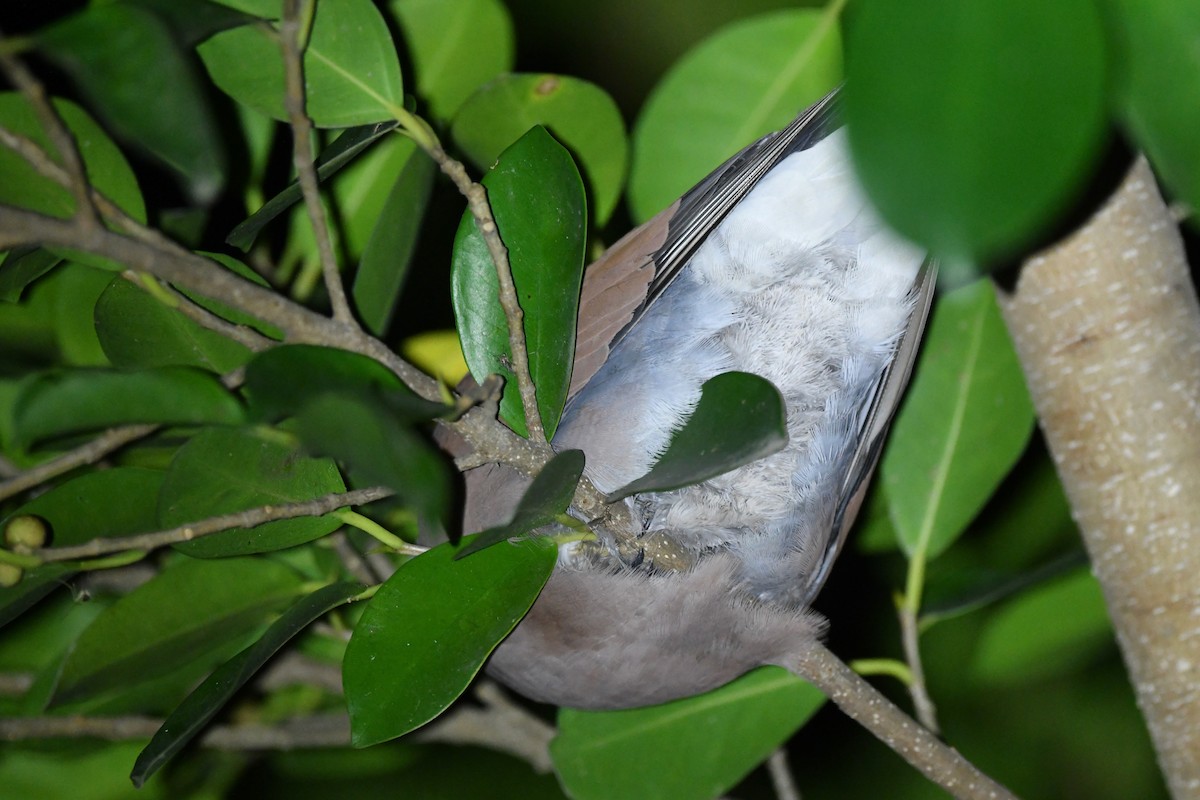 Red Collared-Dove - Ting-Wei (廷維) HUNG (洪)