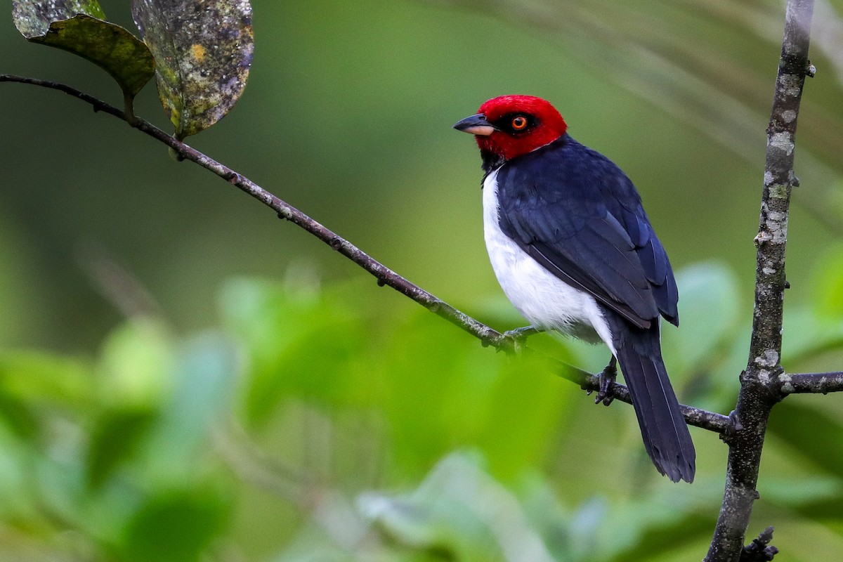 Red-capped Cardinal - ML437686651