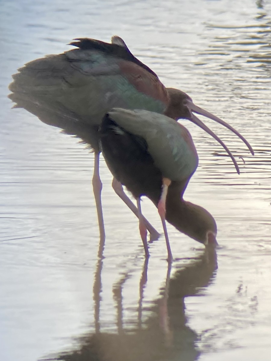 ibis hnědý x americký (hybrid) - ML437687181
