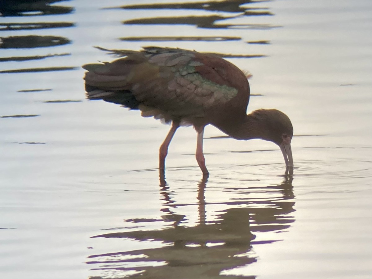 ibis hnědý x americký (hybrid) - ML437687211