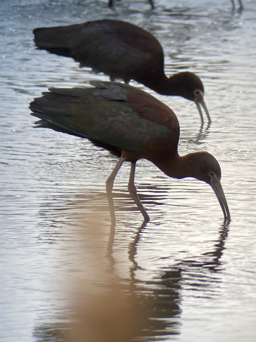 ibis hnědý x americký (hybrid) - ML437687471