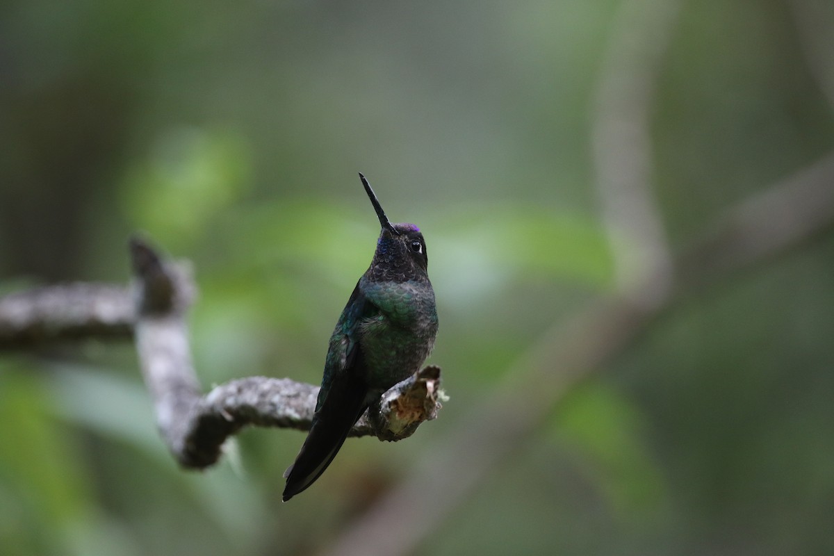 Talamanca Hummingbird - Eric Heisey