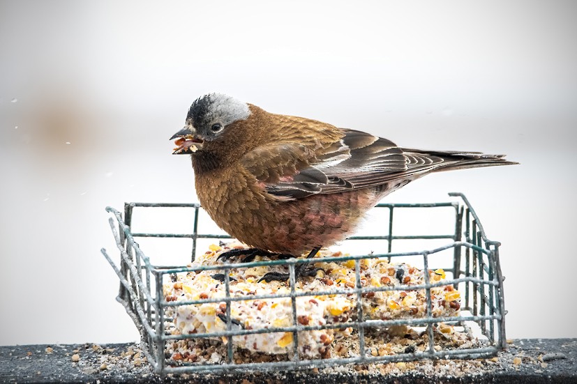 Gray-crowned Rosy-Finch - ML437691721