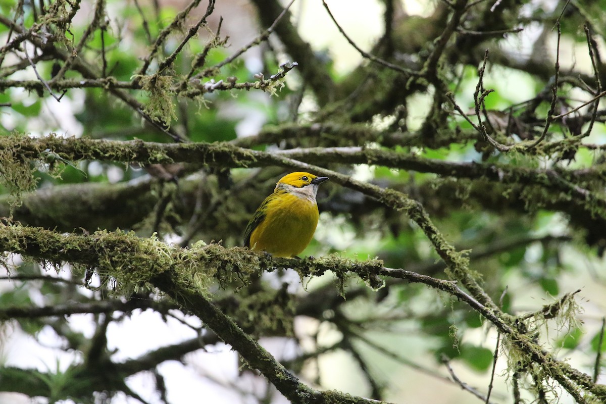 Silver-throated Tanager - ML43769571