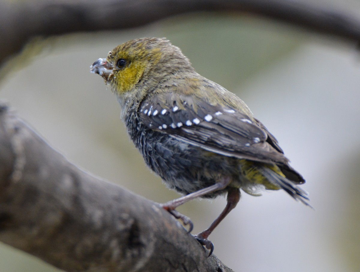 Forty-spotted Pardalote - Nik Mulconray
