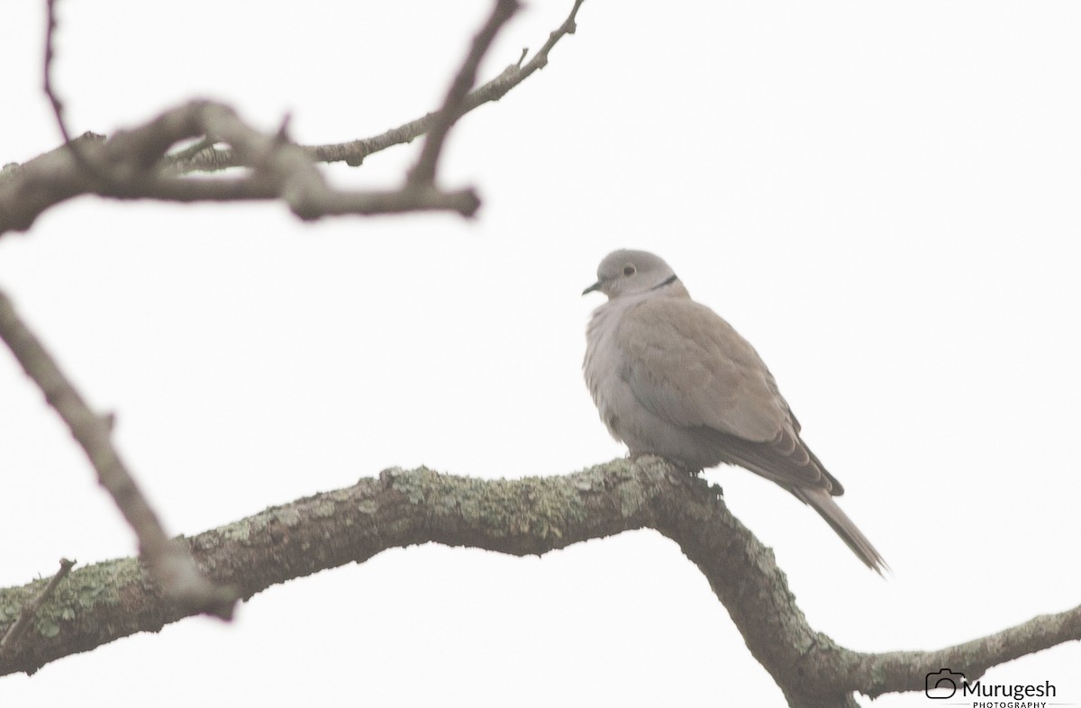 Eurasian Collared-Dove - Murugesh Natesan