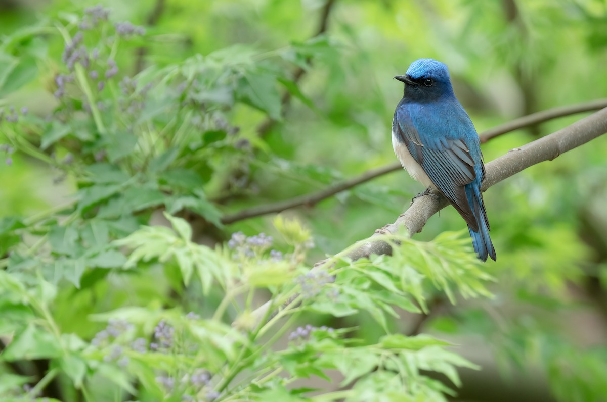 Blue-and-white Flycatcher - ML437715621