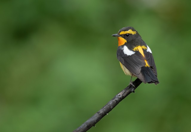キビタキ Ebird