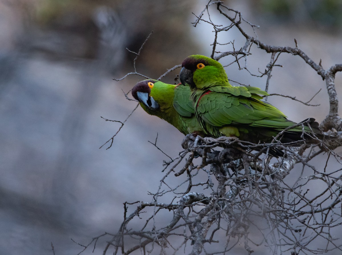 Maroon-fronted Parrot - Leonardo Guzmán (Kingfisher Birdwatching Nuevo León)