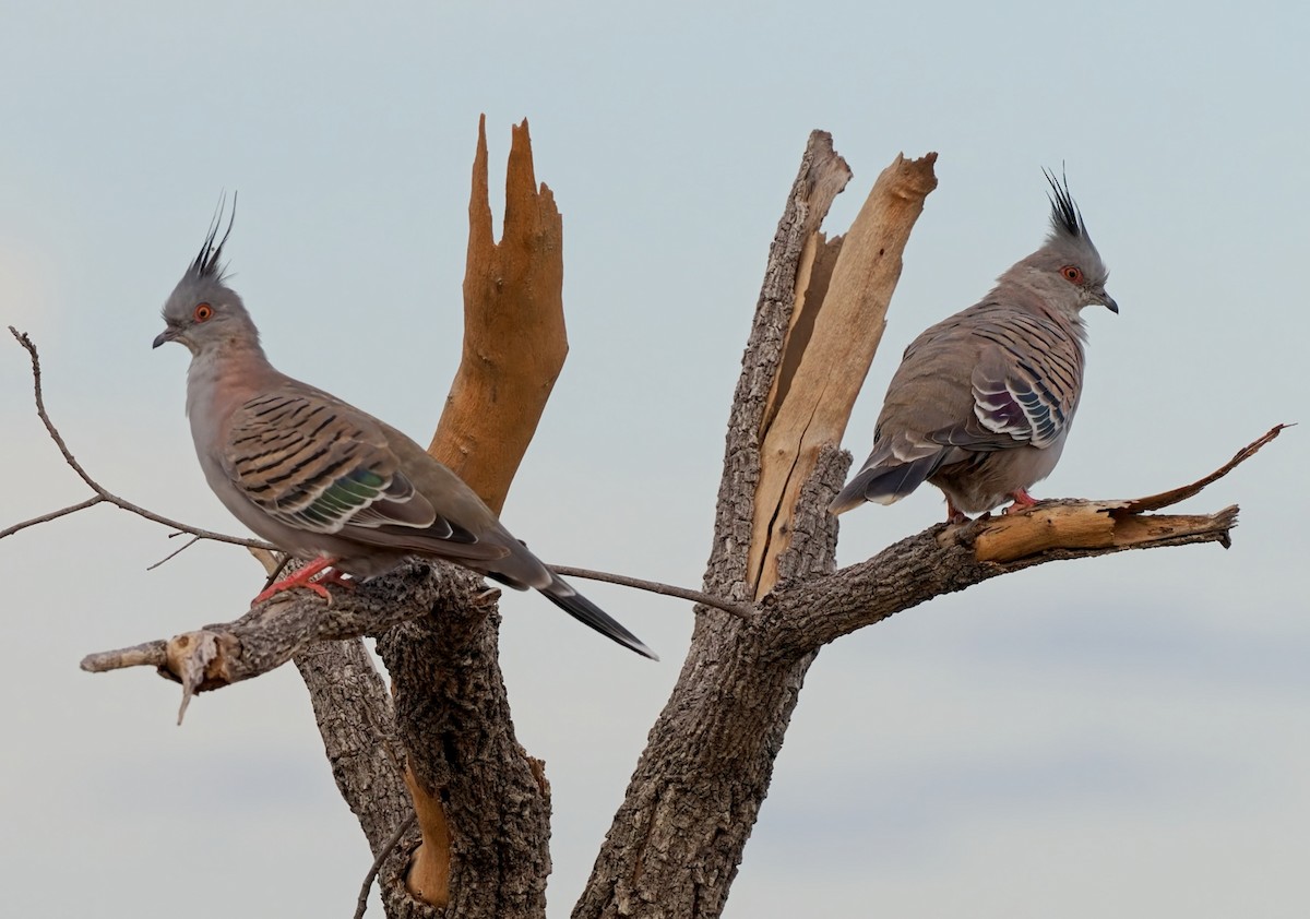 Crested Pigeon - ML437730361