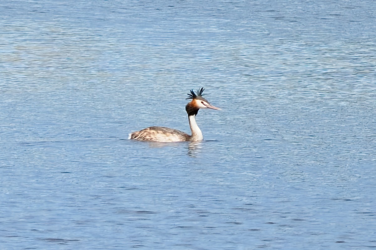 Great Crested Grebe - ML437730501