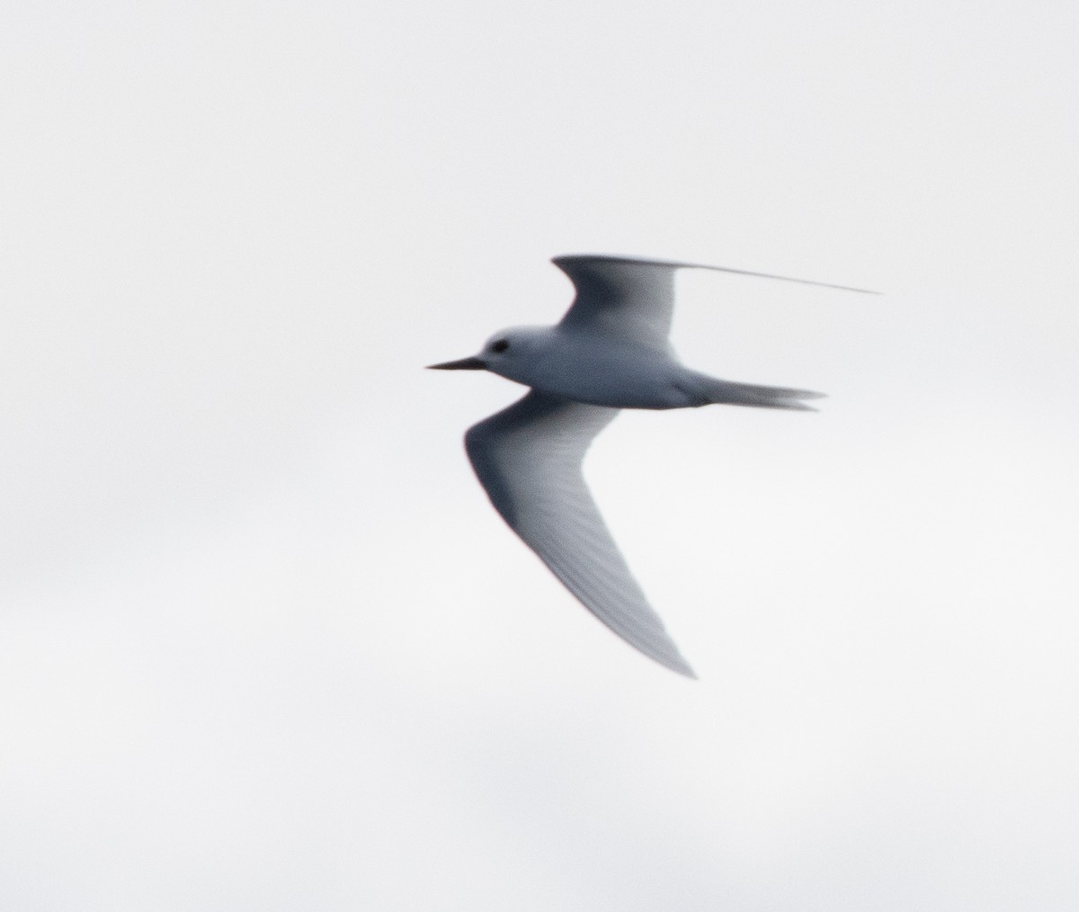 White Tern - Luke sbeghen