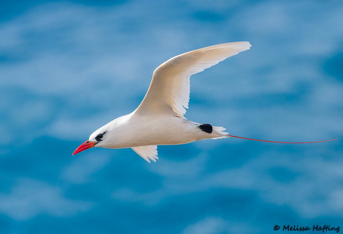 Red-tailed Tropicbird - Melissa Hafting