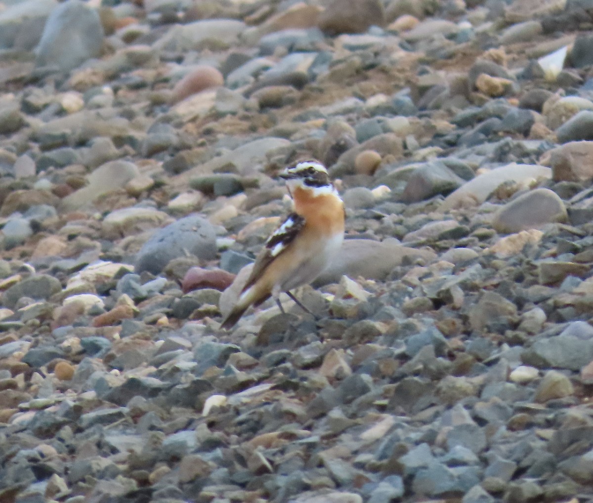 Whinchat - ML437739551