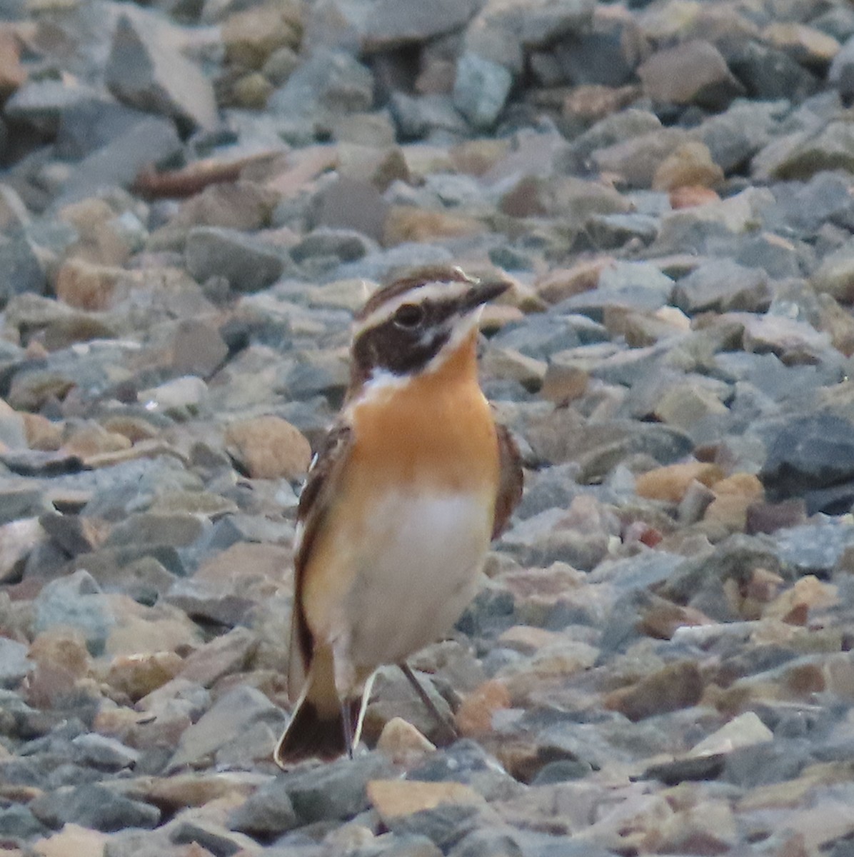 Whinchat - ML437739561