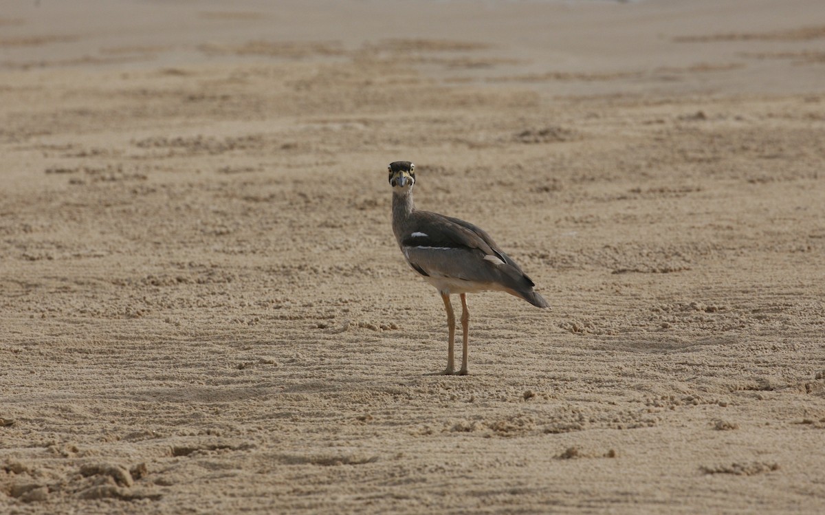Beach Thick-knee - Anonymous