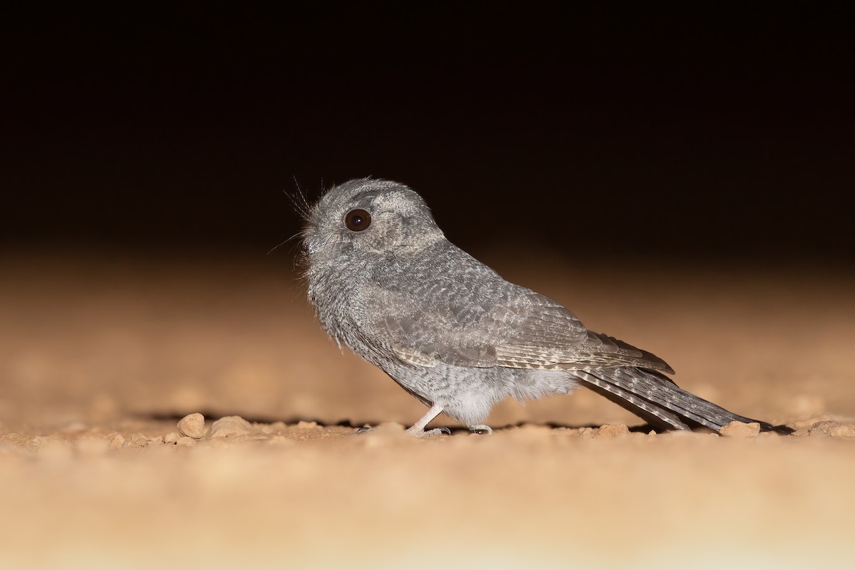 Australian Owlet-nightjar - JJ Harrison
