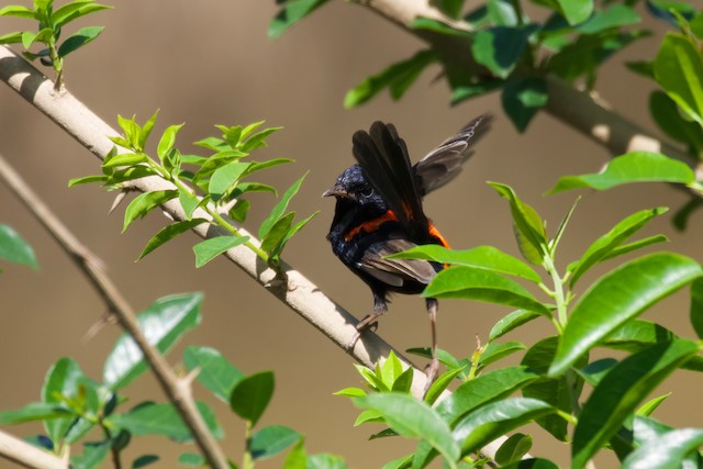 Male Red-backed Fairywren completing Definitive Prebasic Molt (subspecies&nbsp;<em>melanocephalus</em>).&nbsp; - Red-backed Fairywren - 