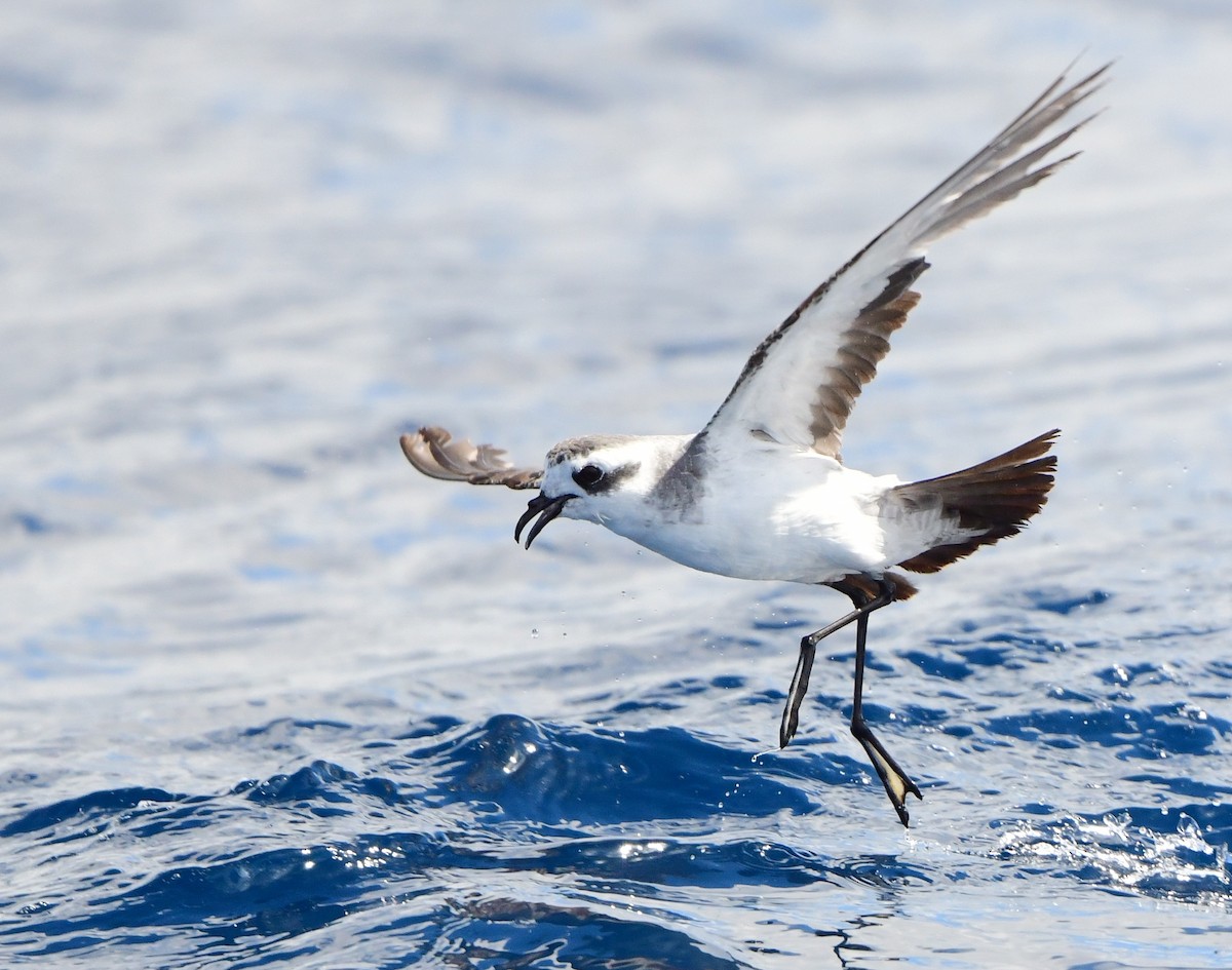 White-faced Storm-Petrel - ML437746961