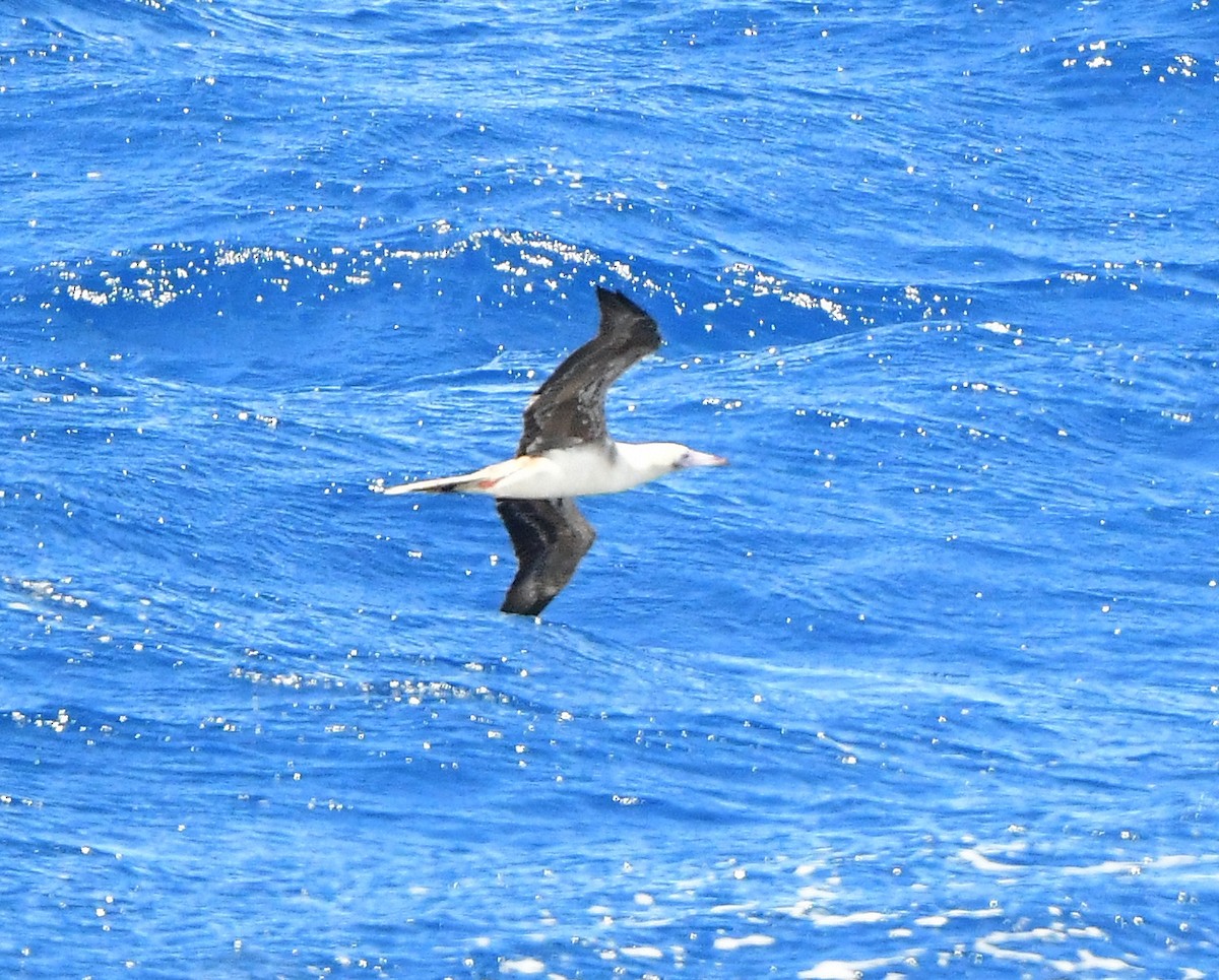 Red-footed Booby - ML437747231
