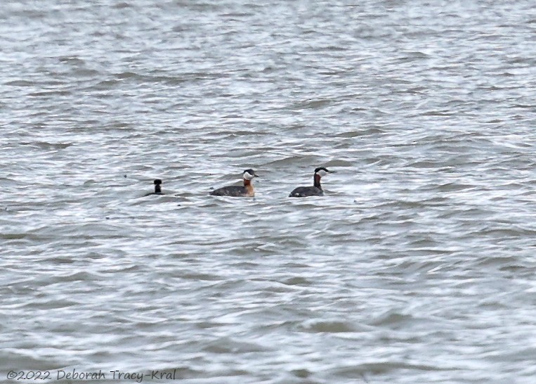 Red-necked Grebe - ML437754701